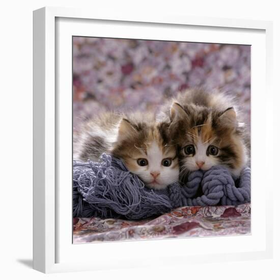 Domestic Cat Kittens, 8-Weeks, Tortoiseshell-And-White Sisters, (Persian-Cross')-Jane Burton-Framed Photographic Print