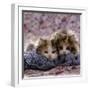 Domestic Cat Kittens, 8-Weeks, Tortoiseshell-And-White Sisters, (Persian-Cross')-Jane Burton-Framed Photographic Print