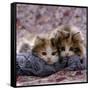 Domestic Cat Kittens, 8-Weeks, Tortoiseshell-And-White Sisters, (Persian-Cross')-Jane Burton-Framed Stretched Canvas