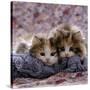 Domestic Cat Kittens, 8-Weeks, Tortoiseshell-And-White Sisters, (Persian-Cross')-Jane Burton-Stretched Canvas