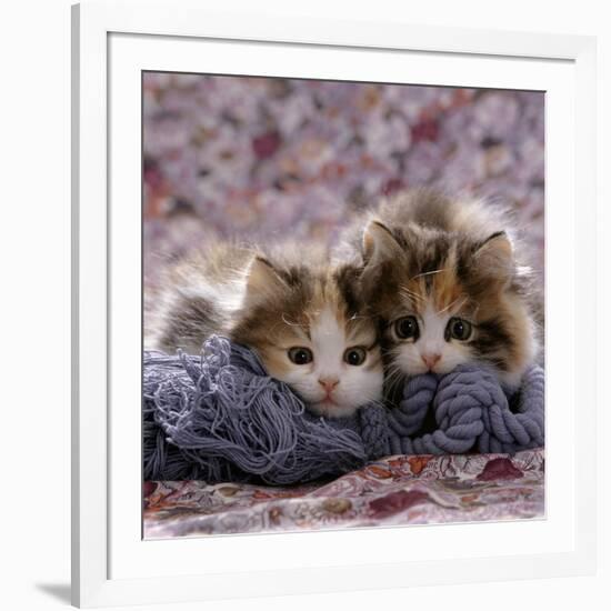 Domestic Cat Kittens, 8-Weeks, Tortoiseshell-And-White Sisters, (Persian-Cross')-Jane Burton-Framed Photographic Print