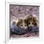 Domestic Cat Kittens, 8-Weeks, Tortoiseshell-And-White Sisters, (Persian-Cross')-Jane Burton-Framed Photographic Print