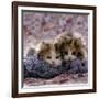 Domestic Cat Kittens, 8-Weeks, Tortoiseshell-And-White Sisters, (Persian-Cross')-Jane Burton-Framed Photographic Print