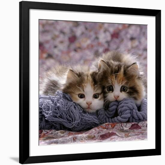 Domestic Cat Kittens, 8-Weeks, Tortoiseshell-And-White Sisters, (Persian-Cross')-Jane Burton-Framed Photographic Print