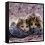 Domestic Cat Kittens, 8-Weeks, Tortoiseshell-And-White Sisters, (Persian-Cross')-Jane Burton-Framed Stretched Canvas