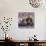 Domestic Cat Kittens, 8-Weeks, Tortoiseshell-And-White Sisters, (Persian-Cross')-Jane Burton-Photographic Print displayed on a wall