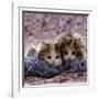 Domestic Cat Kittens, 8-Weeks, Tortoiseshell-And-White Sisters, (Persian-Cross')-Jane Burton-Framed Photographic Print