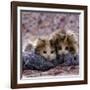 Domestic Cat Kittens, 8-Weeks, Tortoiseshell-And-White Sisters, (Persian-Cross')-Jane Burton-Framed Photographic Print