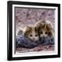 Domestic Cat Kittens, 8-Weeks, Tortoiseshell-And-White Sisters, (Persian-Cross')-Jane Burton-Framed Photographic Print