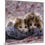 Domestic Cat Kittens, 8-Weeks, Tortoiseshell-And-White Sisters, (Persian-Cross')-Jane Burton-Mounted Photographic Print