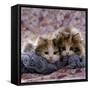 Domestic Cat Kittens, 8-Weeks, Tortoiseshell-And-White Sisters, (Persian-Cross')-Jane Burton-Framed Stretched Canvas