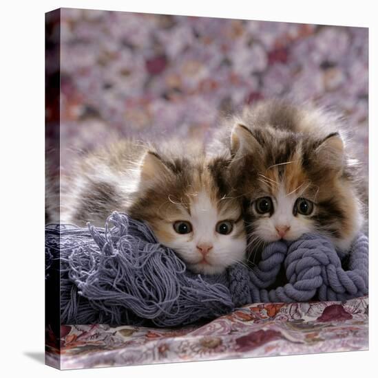 Domestic Cat Kittens, 8-Weeks, Tortoiseshell-And-White Sisters, (Persian-Cross')-Jane Burton-Stretched Canvas