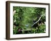 Domestic Cat Leaping at Coal Tit on Bird Bath-Jane Burton-Framed Photographic Print