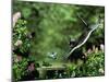 Domestic Cat Leaping at Coal Tit on Bird Bath-Jane Burton-Mounted Photographic Print