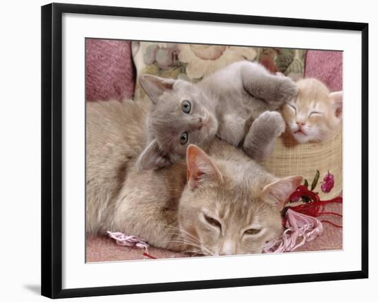 Domestic Cat, Lilac-Tortoiseshell Mother with Cream and Blue Kittens-Jane Burton-Framed Photographic Print