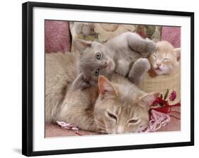 Domestic Cat, Lilac-Tortoiseshell Mother with Cream and Blue Kittens-Jane Burton-Framed Photographic Print