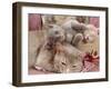 Domestic Cat, Lilac-Tortoiseshell Mother with Cream and Blue Kittens-Jane Burton-Framed Photographic Print