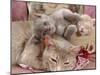 Domestic Cat, Lilac-Tortoiseshell Mother with Cream and Blue Kittens-Jane Burton-Mounted Photographic Print