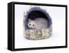 Domestic Cat, Longhaired White in Igloo Bed-Jane Burton-Framed Stretched Canvas