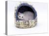 Domestic Cat, Longhaired White in Igloo Bed-Jane Burton-Stretched Canvas