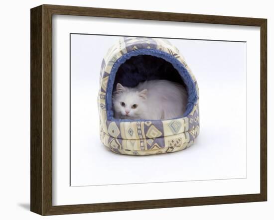 Domestic Cat, Longhaired White in Igloo Bed-Jane Burton-Framed Photographic Print