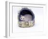 Domestic Cat, Longhaired White in Igloo Bed-Jane Burton-Framed Photographic Print