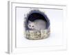 Domestic Cat, Longhaired White in Igloo Bed-Jane Burton-Framed Photographic Print