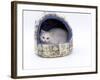 Domestic Cat, Longhaired White in Igloo Bed-Jane Burton-Framed Photographic Print