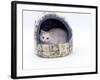 Domestic Cat, Longhaired White in Igloo Bed-Jane Burton-Framed Photographic Print