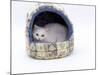 Domestic Cat, Longhaired White in Igloo Bed-Jane Burton-Mounted Photographic Print