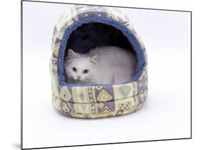 Domestic Cat, Longhaired White in Igloo Bed-Jane Burton-Mounted Photographic Print