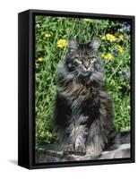 Domestic Cat, Maine Coon Breed, Maine, USA-Lynn M. Stone-Framed Stretched Canvas