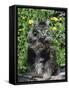 Domestic Cat, Maine Coon Breed, Maine, USA-Lynn M. Stone-Framed Stretched Canvas