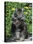 Domestic Cat, Maine Coon Breed, Maine, USA-Lynn M. Stone-Stretched Canvas