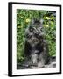 Domestic Cat, Maine Coon Breed, Maine, USA-Lynn M. Stone-Framed Photographic Print