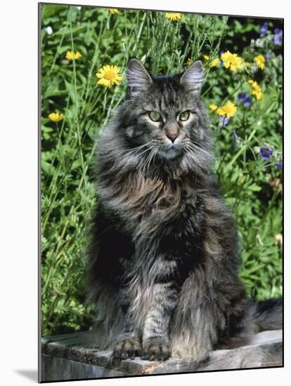 Domestic Cat, Maine Coon Breed, Maine, USA-Lynn M. Stone-Mounted Photographic Print