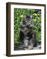 Domestic Cat, Maine Coon Breed, Maine, USA-Lynn M. Stone-Framed Photographic Print