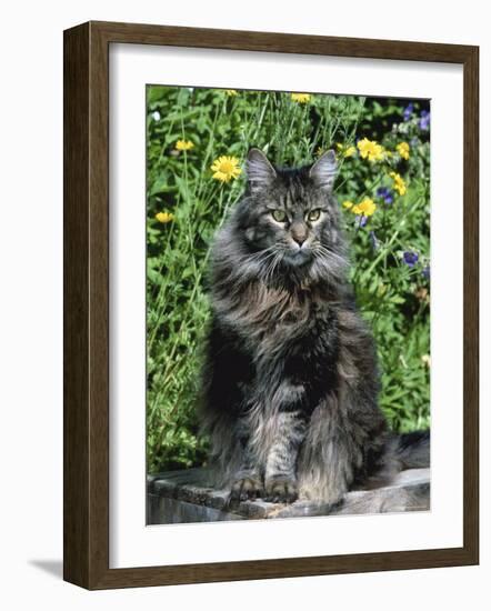 Domestic Cat, Maine Coon Breed, Maine, USA-Lynn M. Stone-Framed Photographic Print