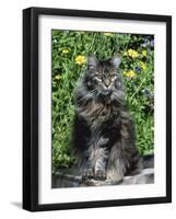 Domestic Cat, Maine Coon Breed, Maine, USA-Lynn M. Stone-Framed Photographic Print