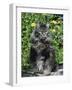 Domestic Cat, Maine Coon Breed, Maine, USA-Lynn M. Stone-Framed Photographic Print