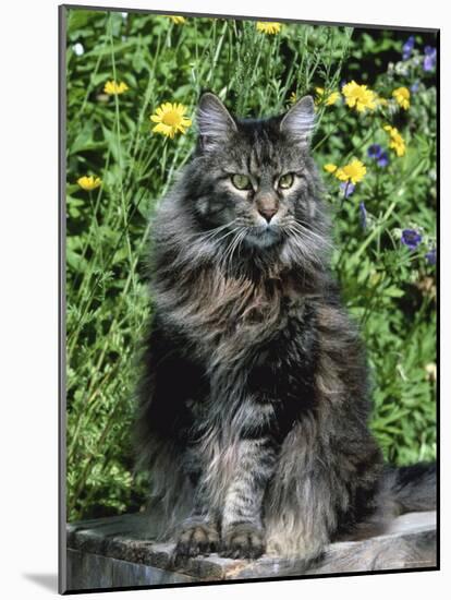 Domestic Cat, Maine Coon Breed, Maine, USA-Lynn M. Stone-Mounted Photographic Print