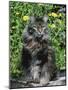 Domestic Cat, Maine Coon Breed, Maine, USA-Lynn M. Stone-Mounted Photographic Print