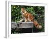 Domestic Cat, Maine Coon Breed, Maine, USA-Lynn M. Stone-Framed Photographic Print