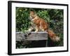 Domestic Cat, Maine Coon Breed, Maine, USA-Lynn M. Stone-Framed Photographic Print