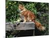 Domestic Cat, Maine Coon Breed, Maine, USA-Lynn M. Stone-Mounted Photographic Print