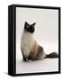 Domestic Cat, Mitted Seal-Point Ragdoll Male-Jane Burton-Framed Stretched Canvas