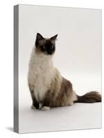 Domestic Cat, Mitted Seal-Point Ragdoll Male-Jane Burton-Stretched Canvas