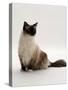 Domestic Cat, Mitted Seal-Point Ragdoll Male-Jane Burton-Stretched Canvas