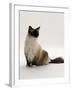 Domestic Cat, Mitted Seal-Point Ragdoll Male-Jane Burton-Framed Photographic Print