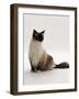 Domestic Cat, Mitted Seal-Point Ragdoll Male-Jane Burton-Framed Photographic Print